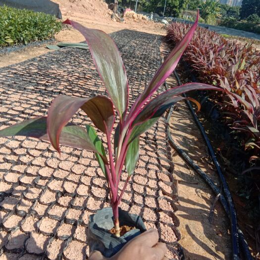 东莞市红色朱蕉