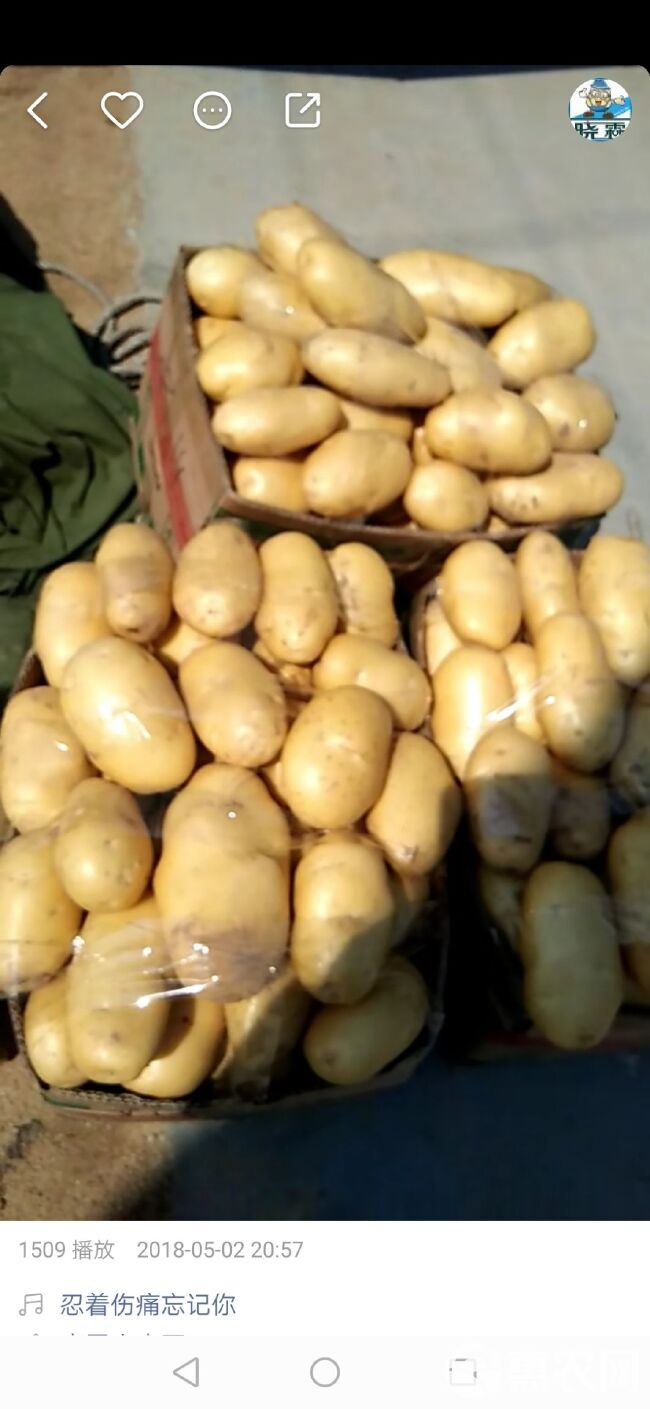 黄皮黄心土豆种子
