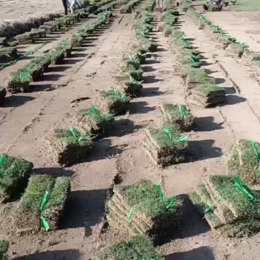 新余马尼拉草皮 以质量求生存，以客户为中心，基地常年供应各种A级草皮…………