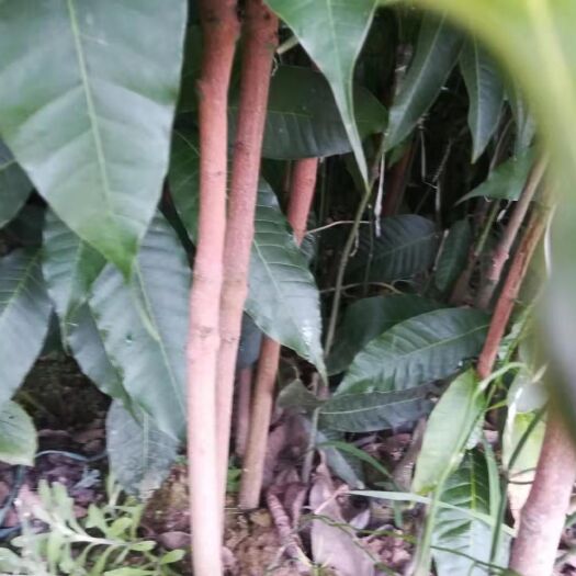 景东县景东晚熟芒果苗 大量出售，价格优惠