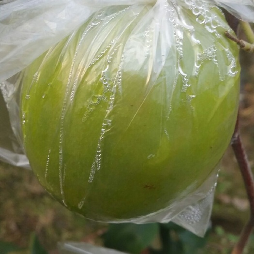 青枣 质量保证，欢迎老板来到果园考察，有兴趣可以联系我。