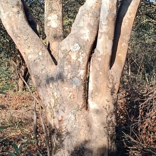 光泽县造型福建茶盆栽 茶树盆景