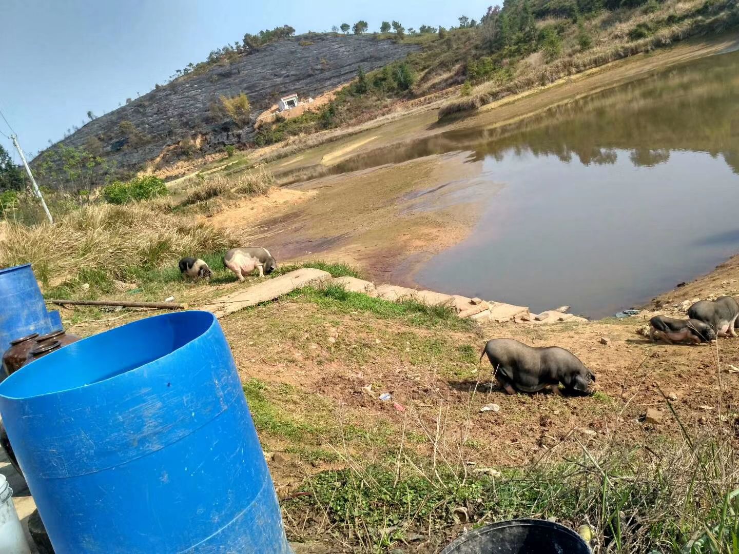 水库草鱼 鳙，鲢，鲮，草