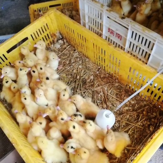 南宁肉鸭苗  M18一点头鸭苗螺鸭苗侯白星鸭苗质量保证包打疫苗