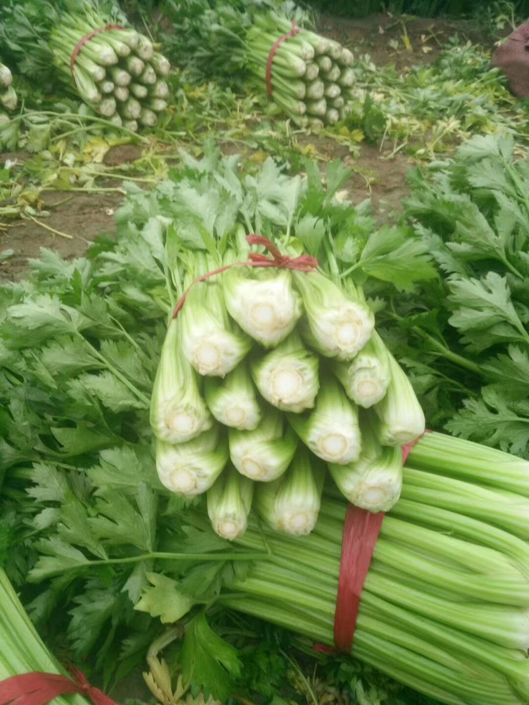 西芹种子 绿抗高产西芹 生长旺盛 植株高大 整齐一致 抗病性强200克