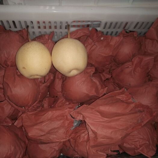 阳信县 阳信鸭梨，纸袋，膜袋都有自己的冷库，没有代办费，自己也有地磅