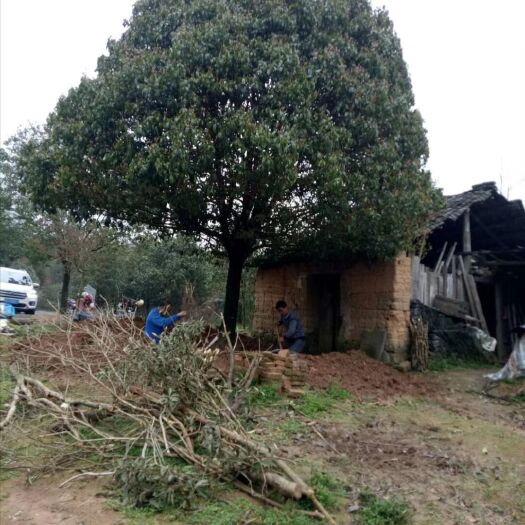 灵川县 大量供应不同规格的桂花树苗木