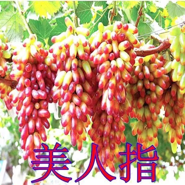 平邑县美人指葡萄苗 自然无核品种，甜度高，高产，口感好，品种保证销量很好成活率高
