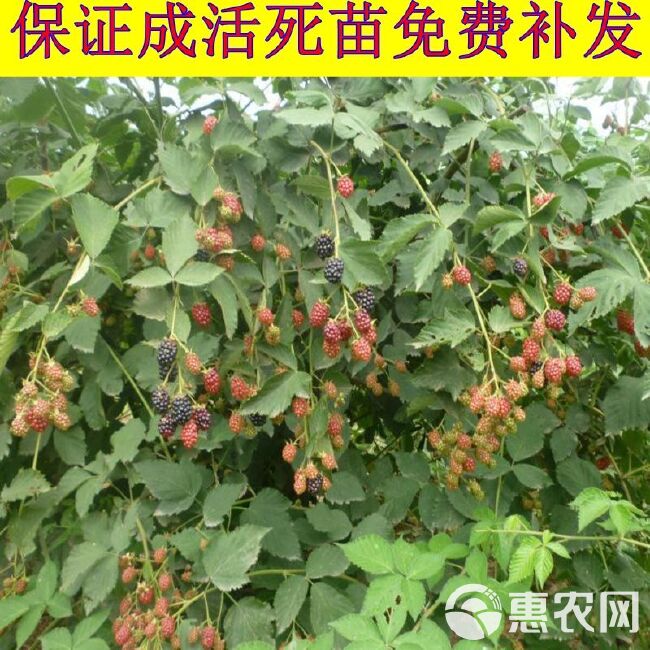 红树莓苗  树莓含有丰富的维生素A、维生素C、钙、钾、镁等营养元素