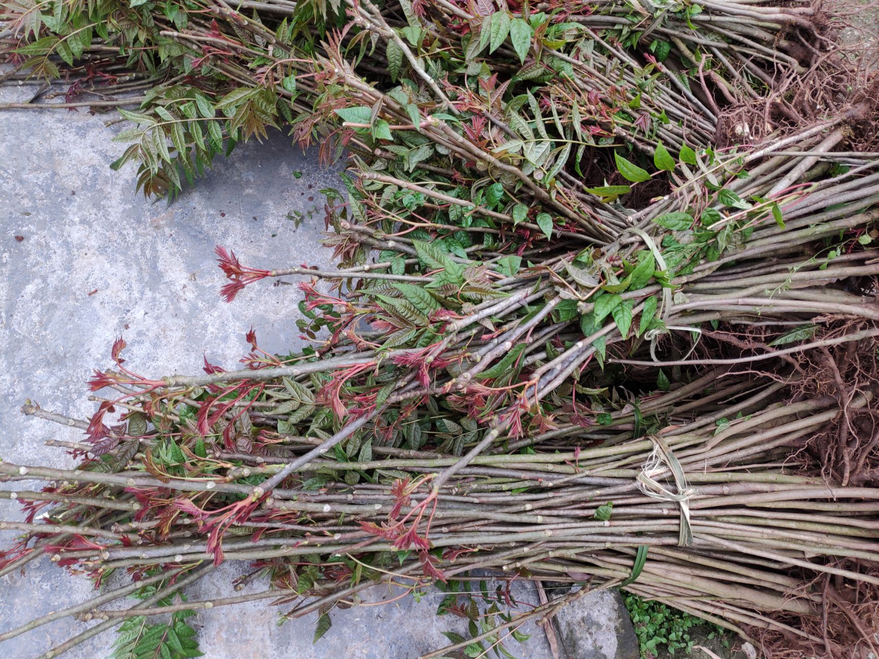 红香椿苗 四川大竹县本地优质品种巴山红红油香椿树苗基地长期供应假一赔百