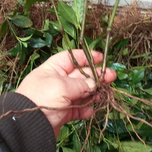 垫江 大量出售优质草珊瑚苗子，易成活，产量高，
