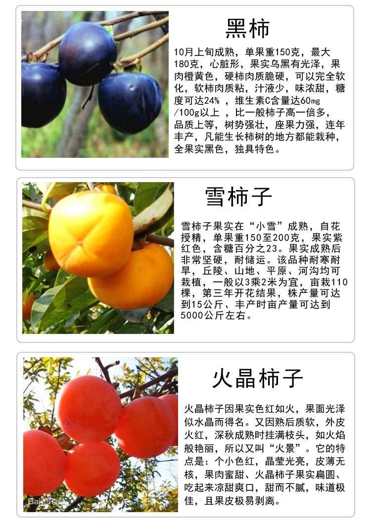 富平尖柿苗 富平柿子苗 嫁接柿子苗基地发货 包品种包成活