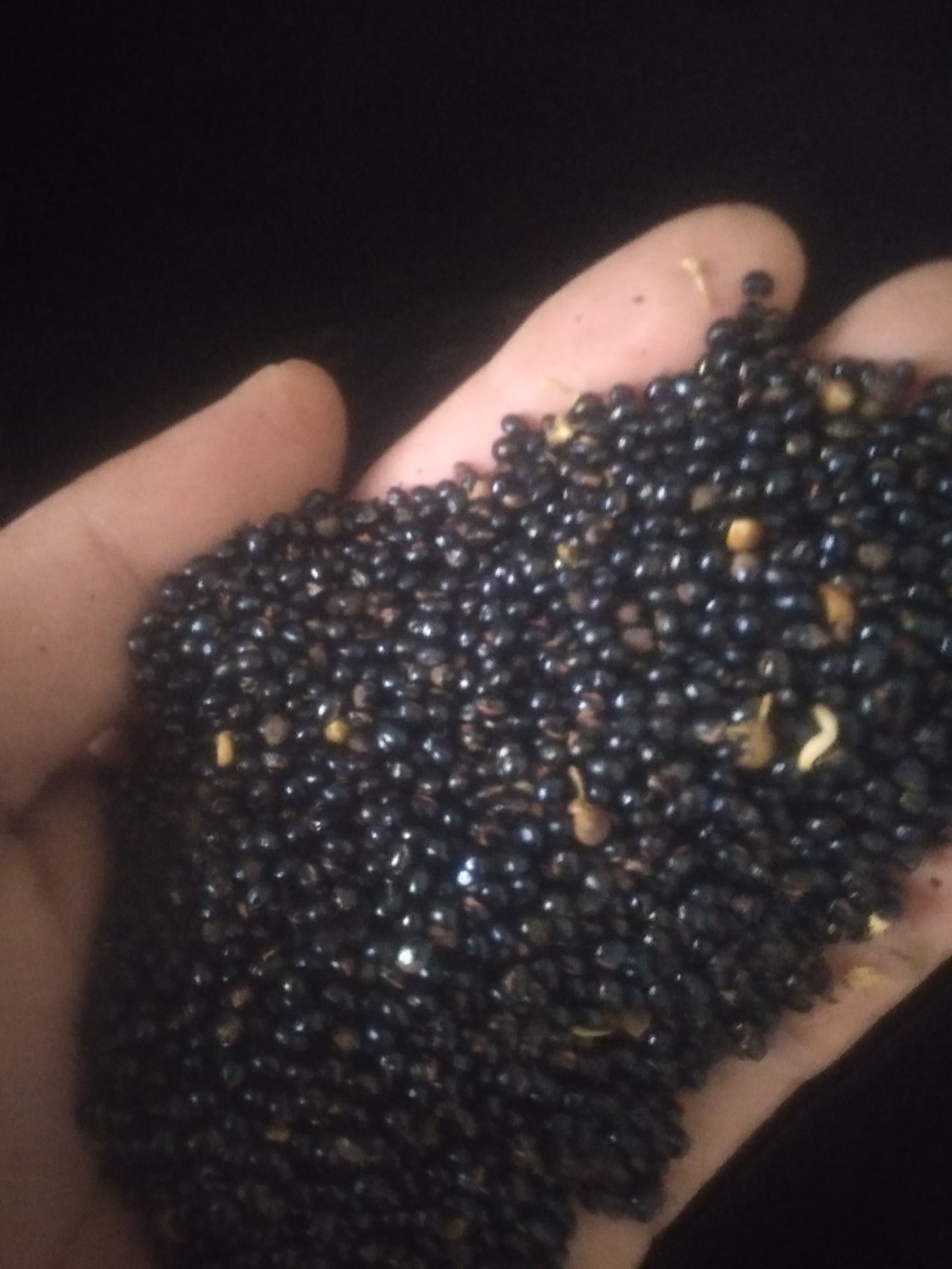 三丫苦 新鮮，靚貨，歡迎來定