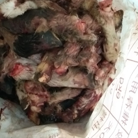 利津县羊蹄 毛蹄批发