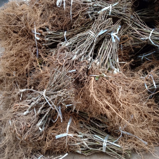 苍溪县米良1号苗 紅心，東紅，金艷彌猴桃嫁接苗