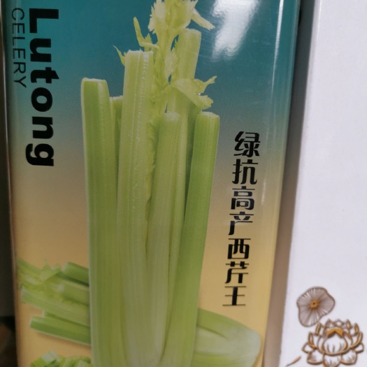 西芹种子 绿抗高产西芹 生长旺盛 植株高大 整齐一致 抗病性强200克