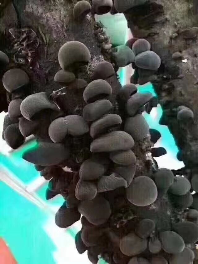 黑木耳  东北 特级【秋木耳】色正无根