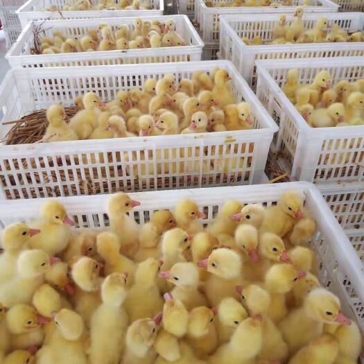 沭阳县 狮头鹅苗杂交鹅苗大三花鹅苗马岗鹅苗皖西鹅苗包邮包技术包运输