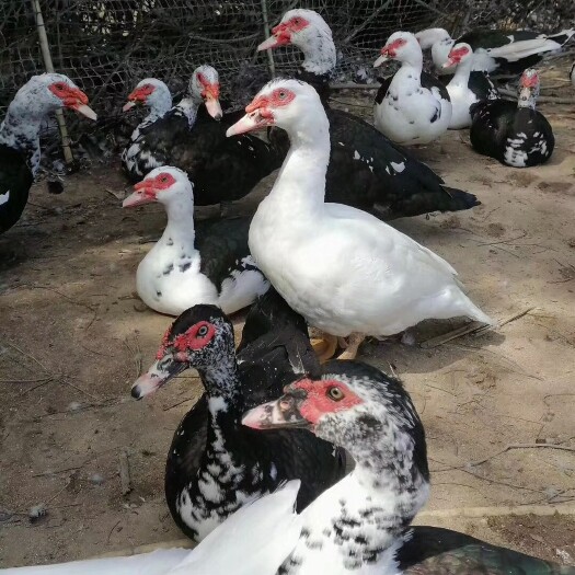 南宁 火鸭苗，旱鸭苗，西洋鸭苗，番鸭苗，