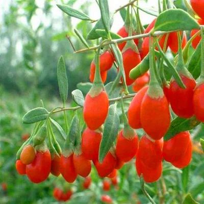 红枸杞苗 枸杞树苗 基地直发 现挖现发，保证成活率，包邮