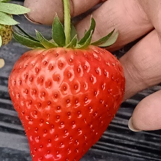 崇州市 清香碧草，莓味无比。红颜草莓