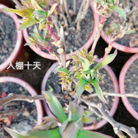 洛阳 供应二年以上牡丹苗，几十年上百年的牡丹树，九大色系，品种齐