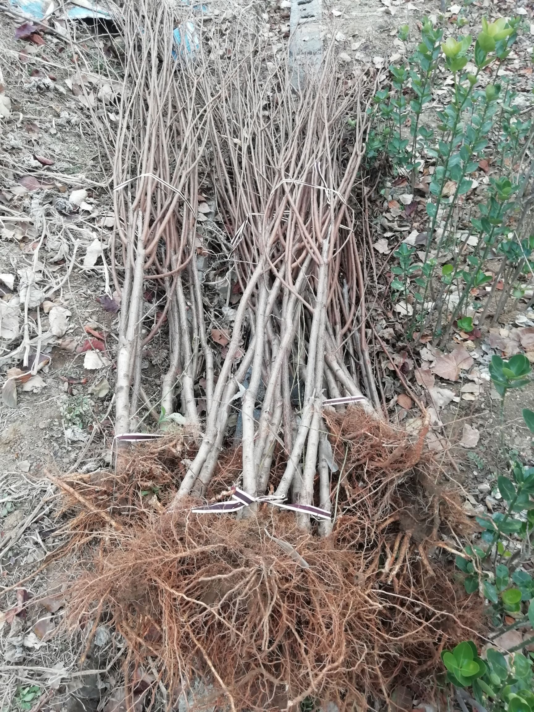 秋姬李子苗 批发李子苗,有恐龙蛋,风味玫瑰,味帝,西梅李,蜂糖李,秋姬