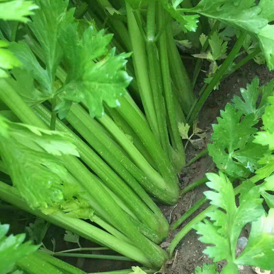 西芹种子 绿抗高产西芹 生长旺盛 植株高大 整齐一致 抗病性强200克