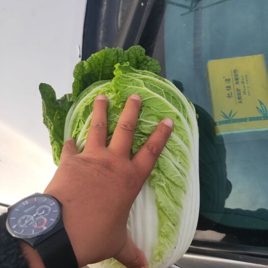 新野县黄心大白菜  黄心白菜上市中，质量好 价格便宜，万亩蔬菜基地