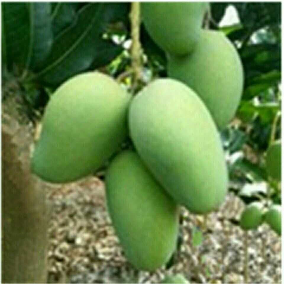 越南大青芒广西基地一件代发快递包邮