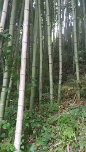 南阳毛竹