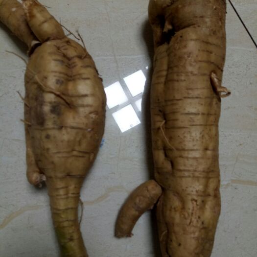 剑阁县 大量粉葛出售
