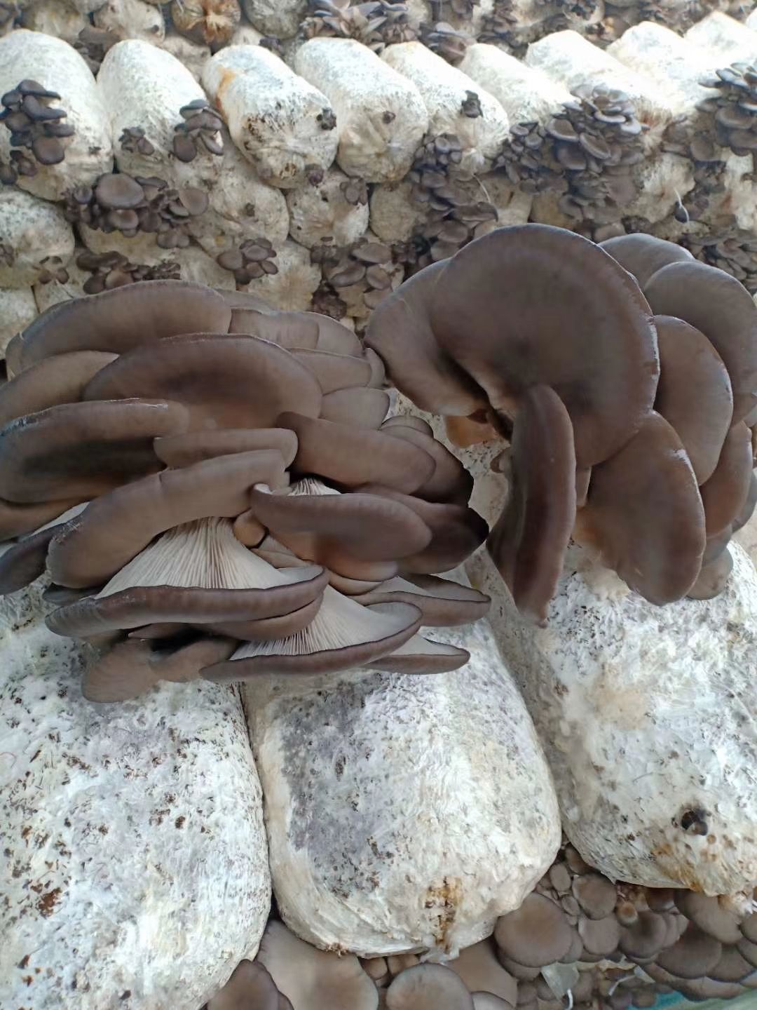  新鲜蘑菇平菇，大量出售，物美价廉 产地直销
