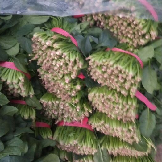  大叶菠菜大量上市