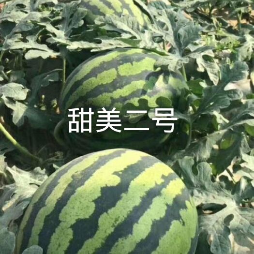 哈尔滨甜美二号甜王西瓜种子300粒/袋