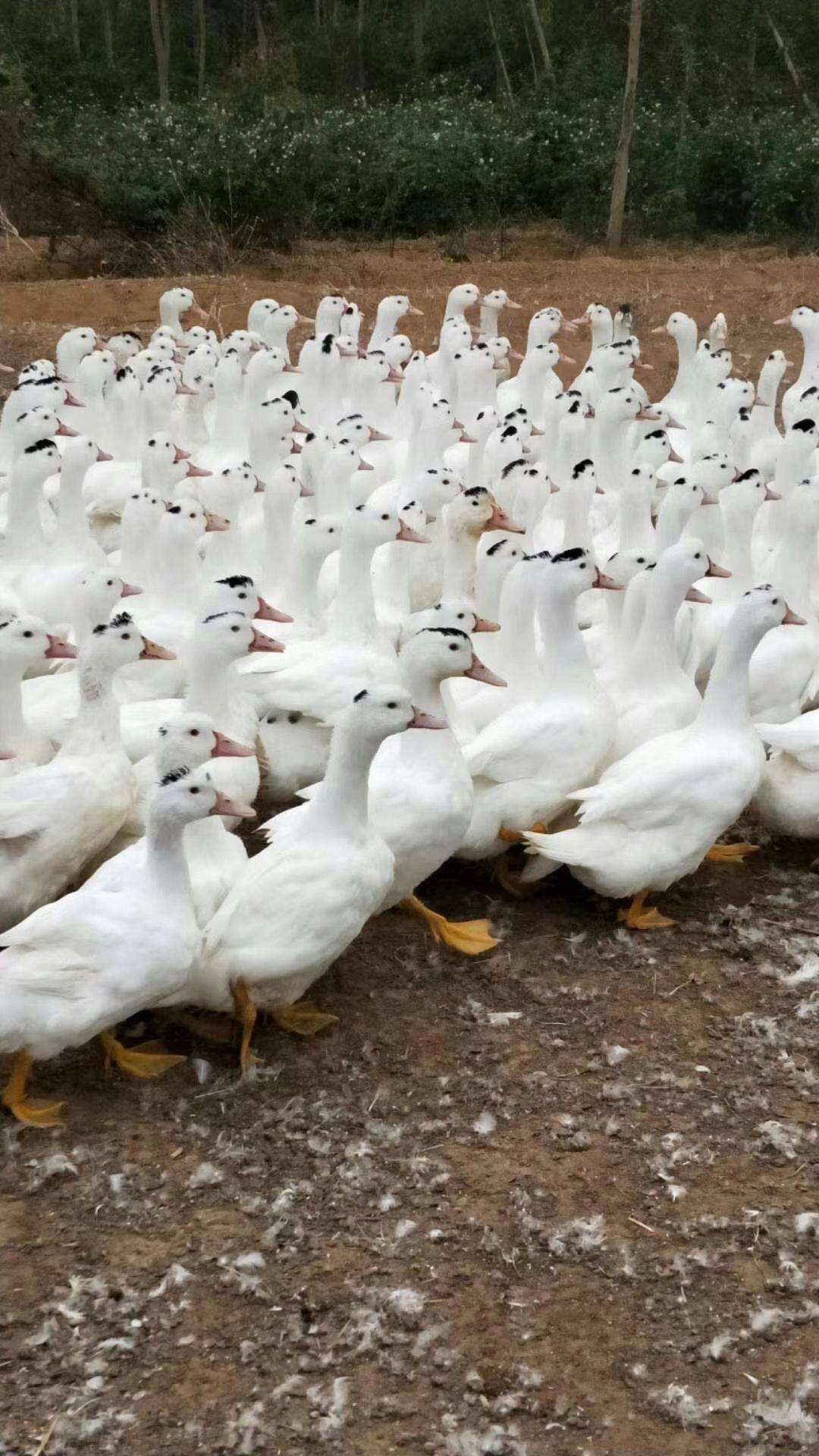  一点头鸭苗  脱温苗  出壳苗  包疫苗包运输