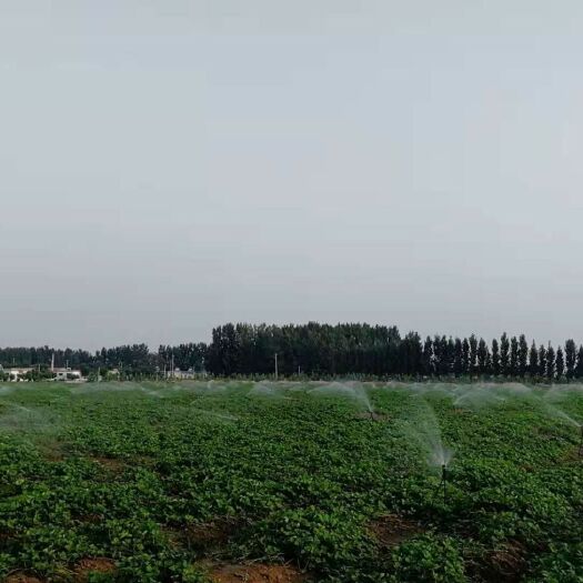 平阴县 蒙特瑞草莓苗