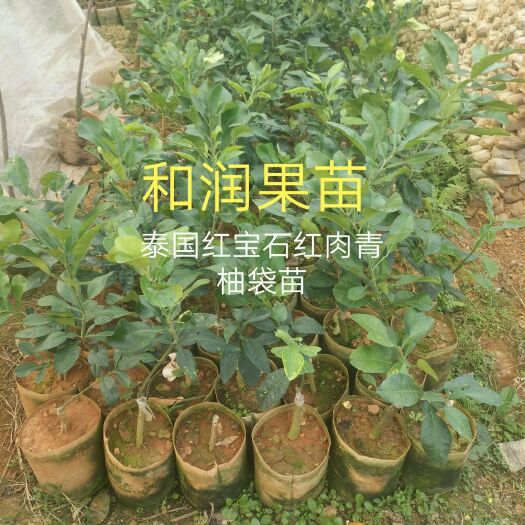 灵山县 泰国红宝石青柚苗，越南翡翠青柚苗