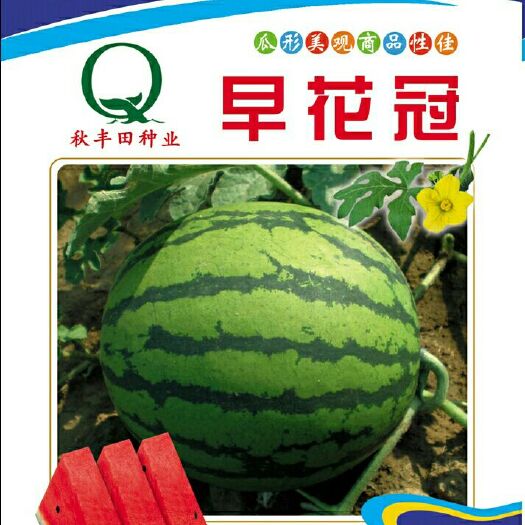 包头西瓜种子  早花冠