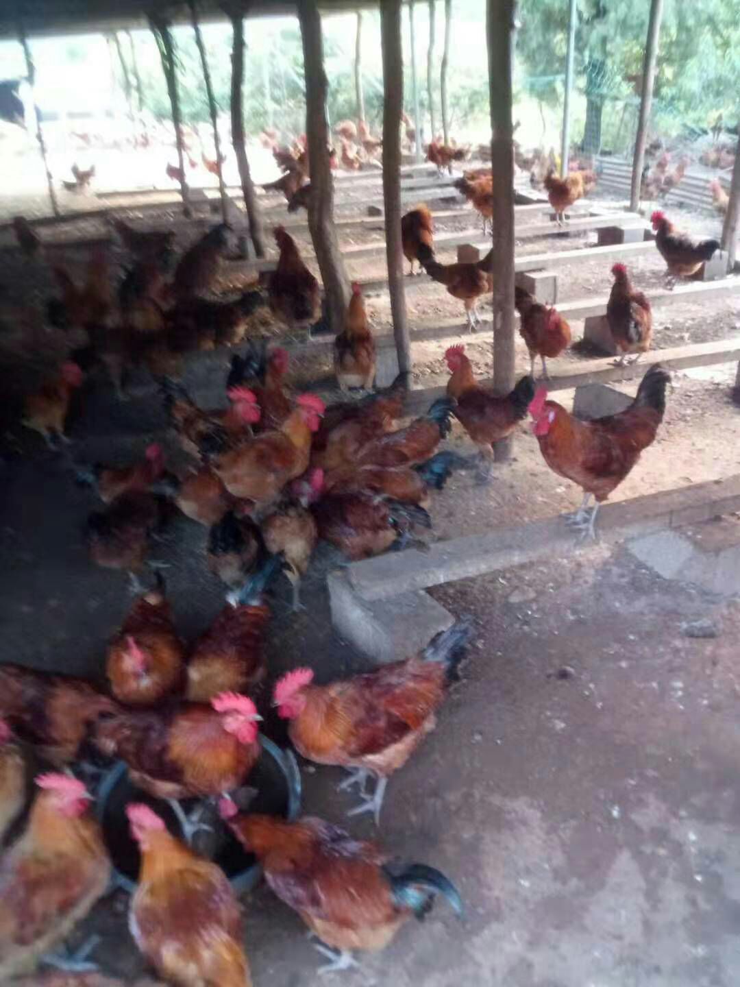 血毛土鸡苗 红毛大公苗 血毛土鸡包成活 包运输 包防御
