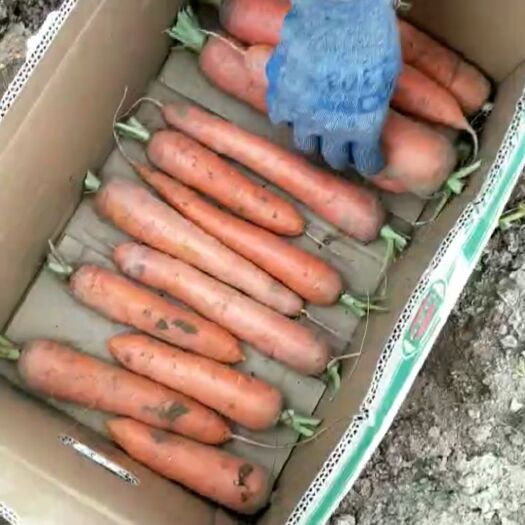 萧县三红胡萝卜  新鲜胡萝卜