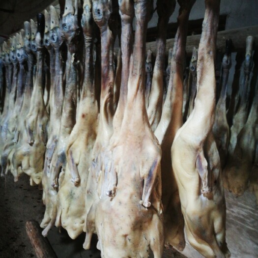 南京 稻田养鸭，生产期156天，喂食稻谷，自己宰杀腌制咸板鸭