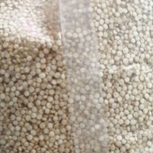 广州 优质白藜麦，新粮优惠处理