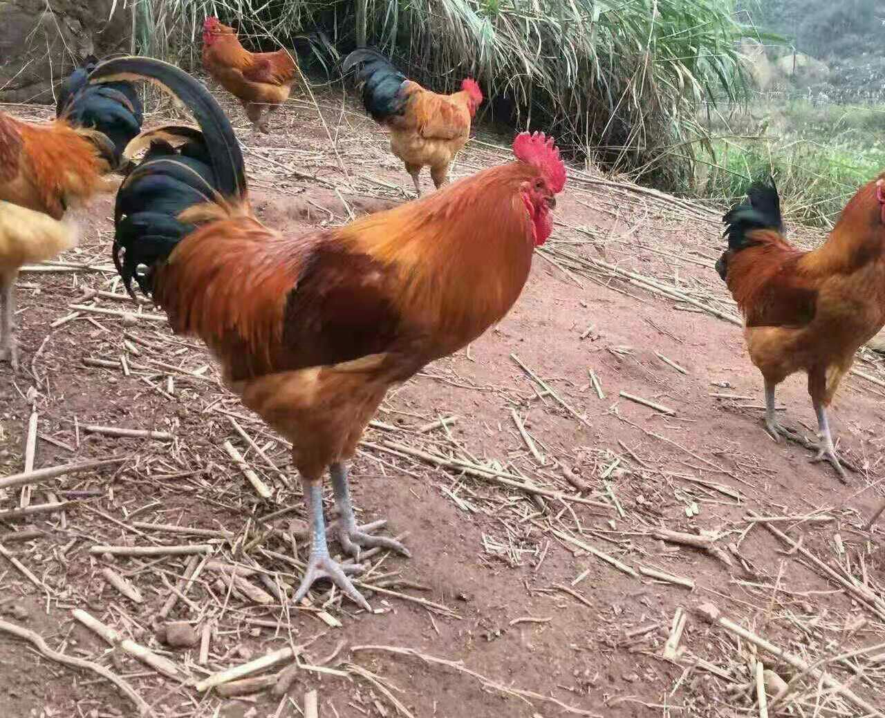 血毛土鸡苗 红毛大公苗 血毛土鸡包成活 包运输 包防御