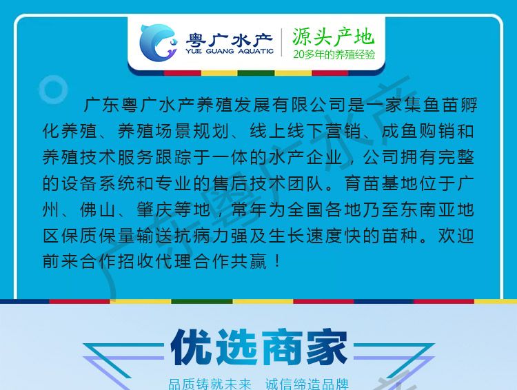 场地直销 甲鱼苗 中华甲 珍珠甲 黄沙甲 免费送货 货到付款
