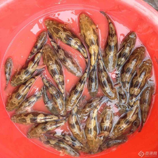 广州 杂交笋壳鱼苗 泰国笋壳鱼苗  云斑尖塘鳢鱼苗 成活率高