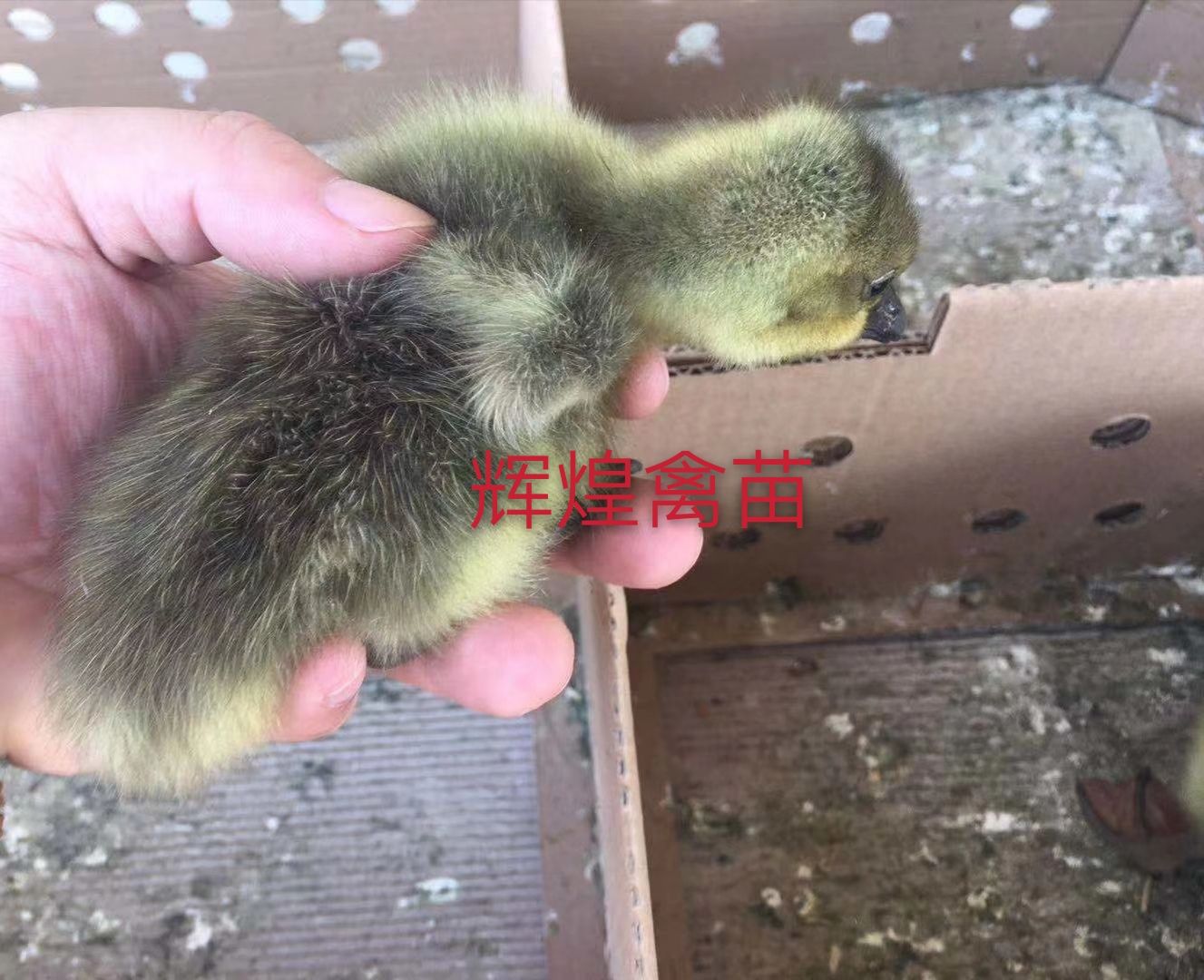  朗德鹅苗 贵妃鸡苗 白鸭苗  出壳包打疫苗