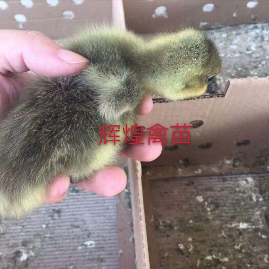 南宁 朗德鹅苗 贵妃鸡苗 白鸭苗  出壳包打疫苗