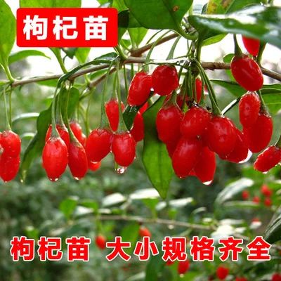 红枸杞苗 枸杞树苗 基地直发 现挖现发，保证成活率，包邮