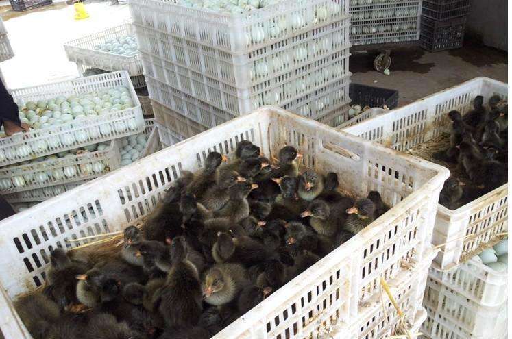 金定鸭苗 金锭蛋鸭 脱温苗  出壳苗  包运输包疫苗